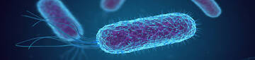 Infezioni da Escherichia coli che producono Shiga Tossina (STEC), come prevenire