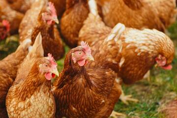 Approvato il nuovo Piano provinciale di controllo delle salmonellosi negli avicoli 2025–2027
