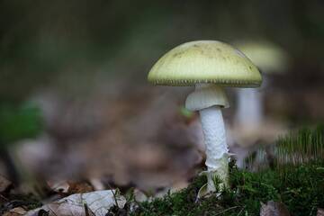 Intossicazione da funghi: premiato il lavoro di Apss