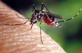 Sospetto caso importato di Zika o Chikungunya a Trento